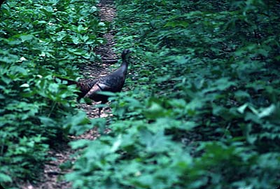 Wild Turkey just before Virginia